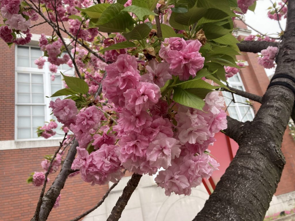 3年ぶり”桜の通り抜け” 季節最後の華やかさ堪能「桜に希望を」 大阪